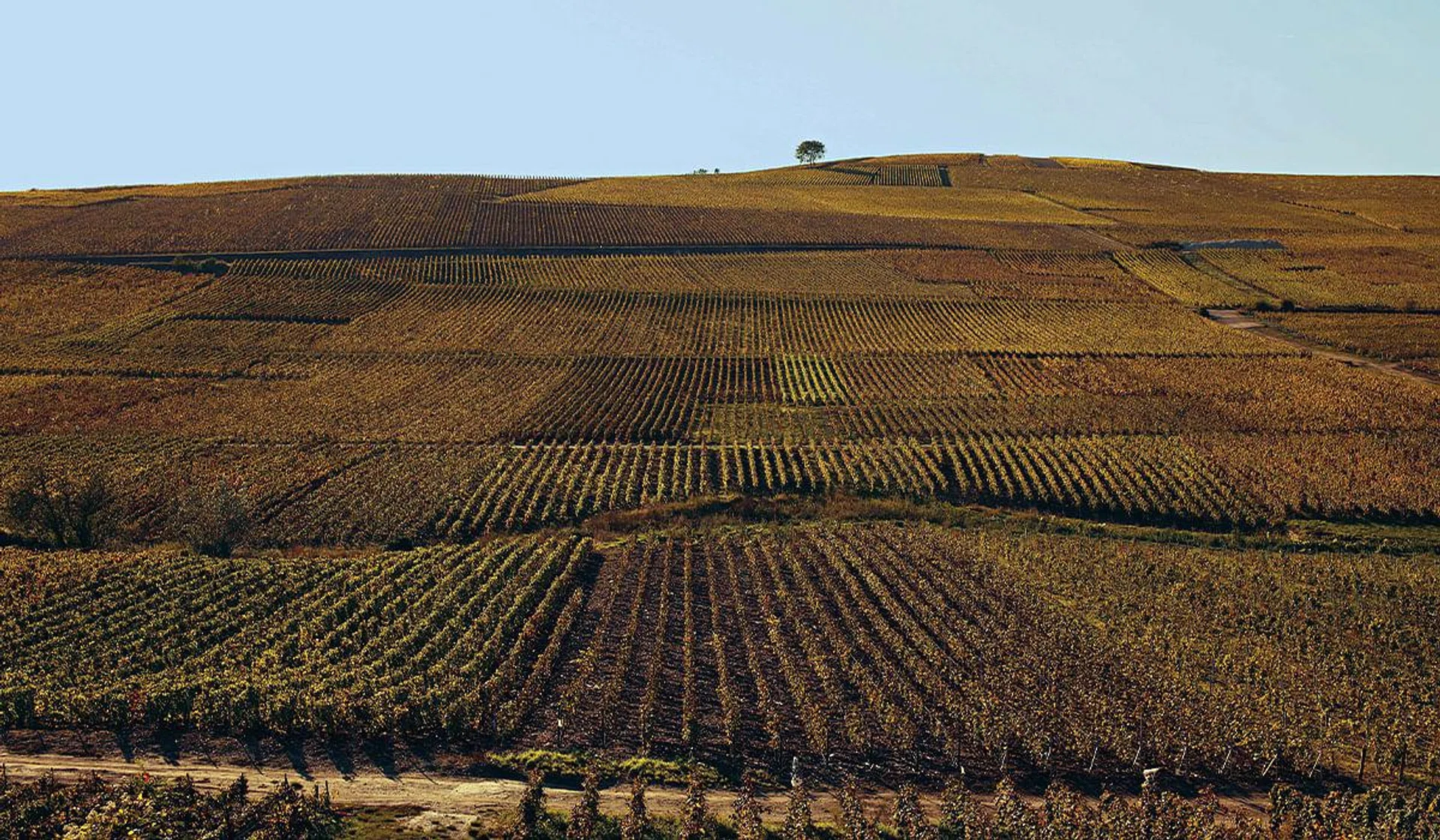 Bollinger’s vineyards in Äy.