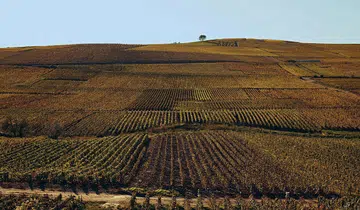 Bollinger’s vineyards in Äy.