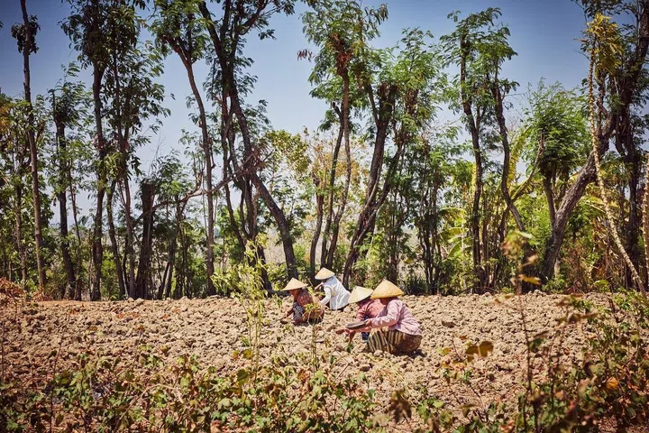 A group of Ibus, elder craftswomen, preparing for the next cotton crop by cleaning and planting seeds in East Java, Indonesia. (Photo: Rolex/Sébastien Agnetti)