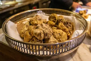 Alba White Truffle auction