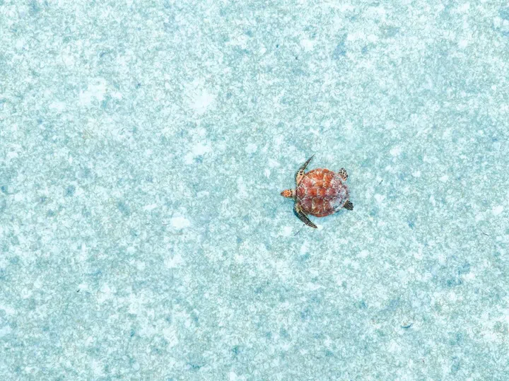 A hawksbill turtle. (Photo: Waldorf Astoria Platte Island)