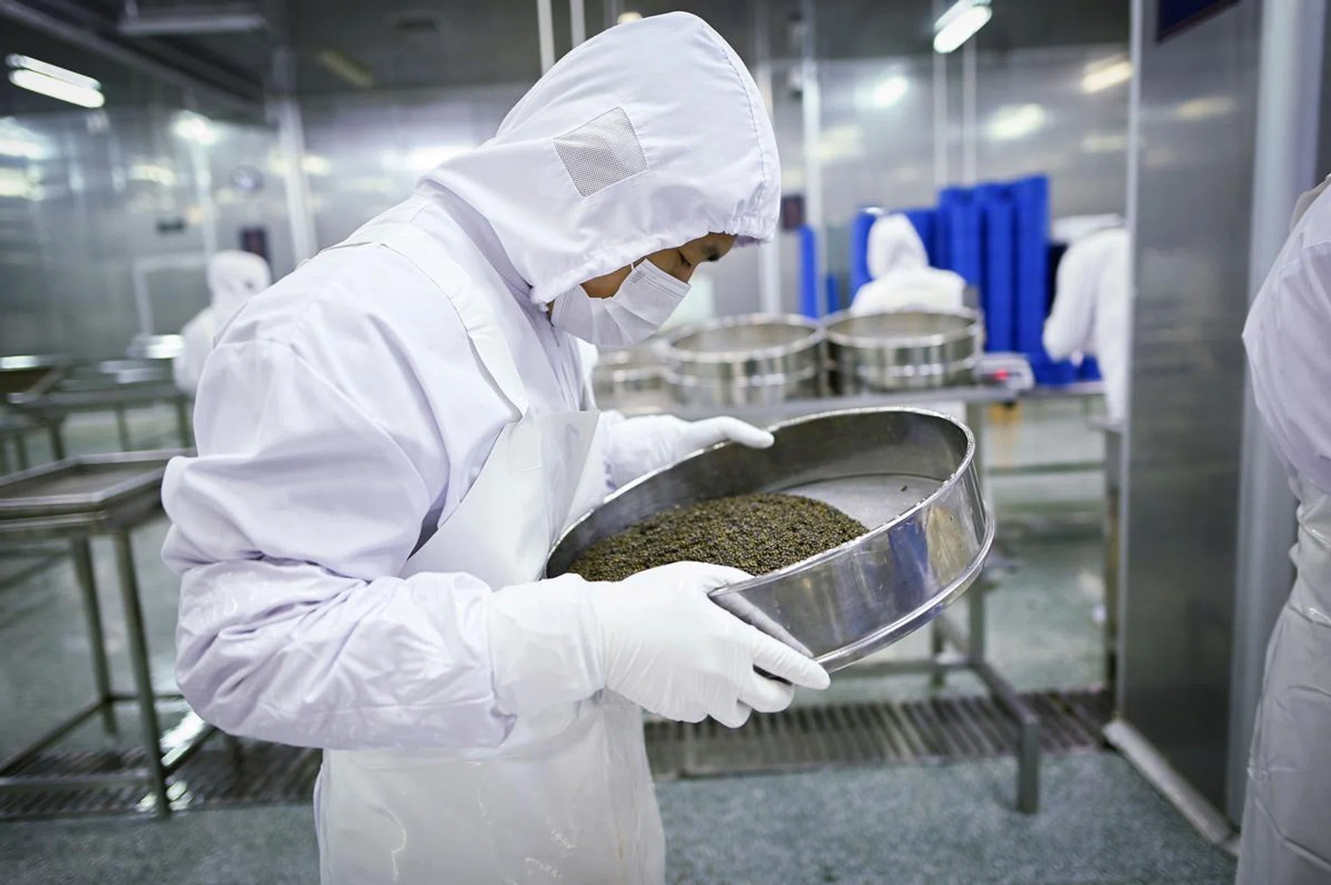 This picture taken on November 12, 2019 shows an employee of Chinese caviar company Kaluga Queen inspecting sturgeon roe at the firm's processing facility in Quzhou, in China's Zhejiang province. - The bulk of China's caviar production comes from a picturesque lake ringed by mountains in eastern Zhejiang province where industry leader Kaluga Queen breeds the giant fish. (Photo by WANG ZHAO / AFP) / TO GO WITH China-food-drink-fishing-luxury-caviar,FEATURE BY LUDOVIC EHRET