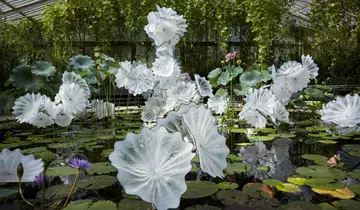 Dale Chihuly