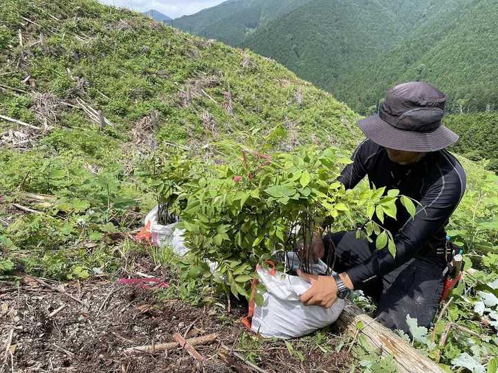 Planting of Kihada tree in Tenkawa Village, located at the centre of the steep and rugged Kii Peninsula reaching altitudes of up to 2,000m. (Photo: More Trees)