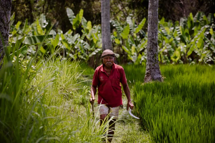 anantara ubud