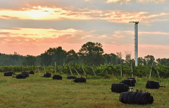 At Exultet Estates, owner Gerry Spinosa makes pinot noir nurtured on the limestone rich soils of Lake Ontario.