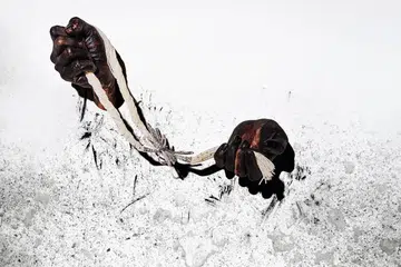 gemstoneheader