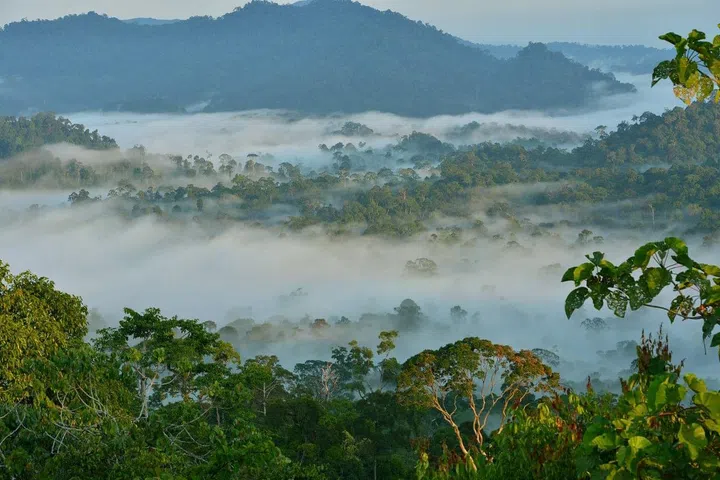 Danum Valley Conservation Area (Photo: Borneo Rainforest Lodge)