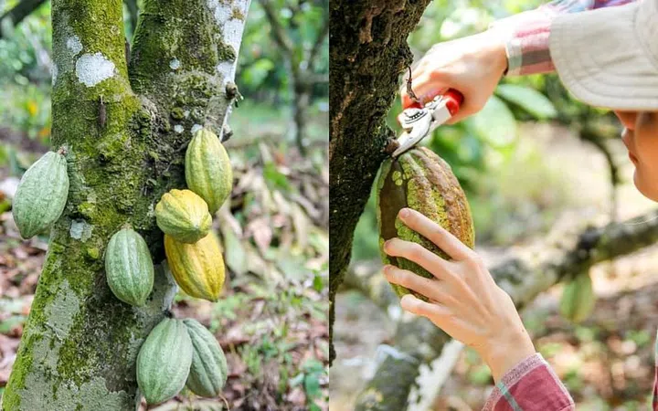 fossa chocolate sustainability