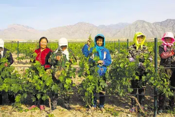 Workers in the vineyards of Silver Heights.