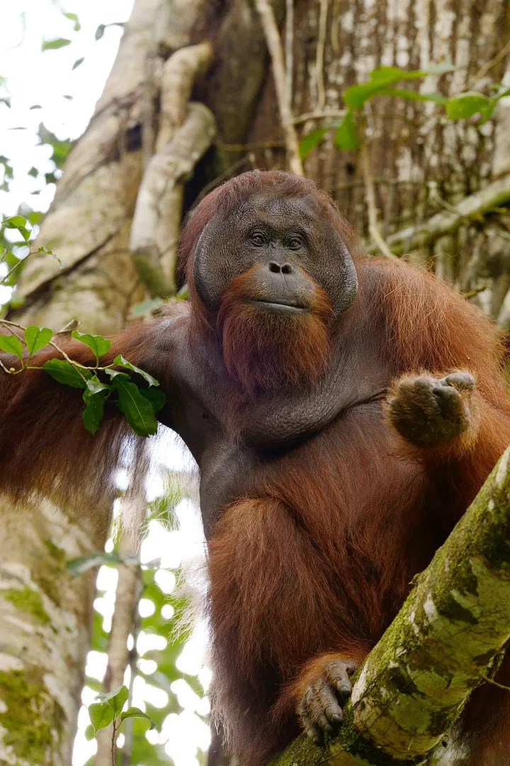 Photo: Borneo Rainforest Lodge