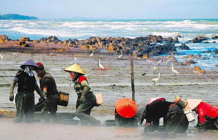 Duotuo clam harvesting