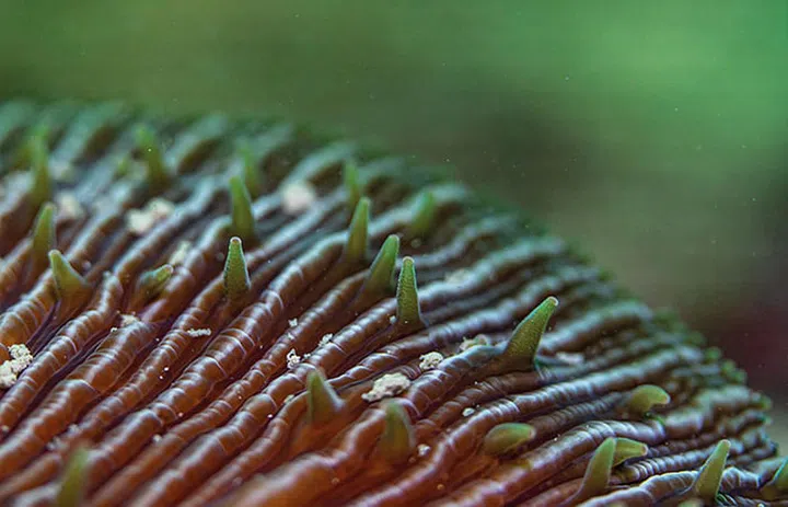 Fungia in Singapore waters.