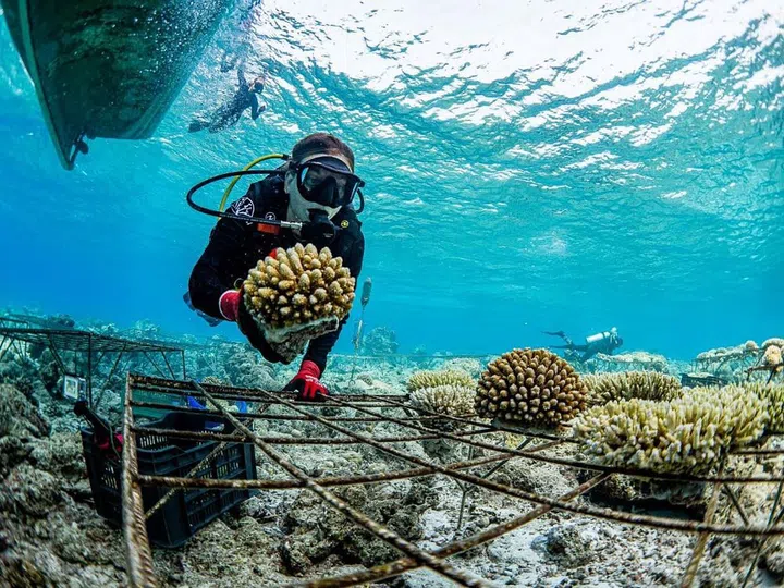 Coral propagation at the AquaTerra Centre. (Photo: Soneva)