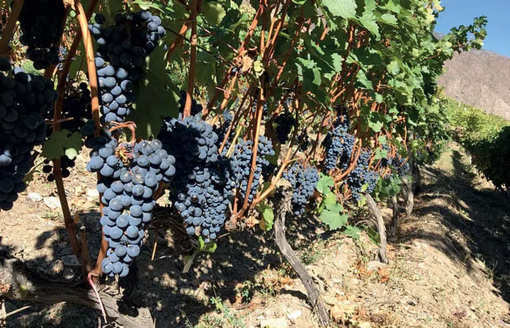 BRANCHINGOUT Cabernet sauvignon is the Ao Yun mainstay, but merlot and petit verdot are on the way.