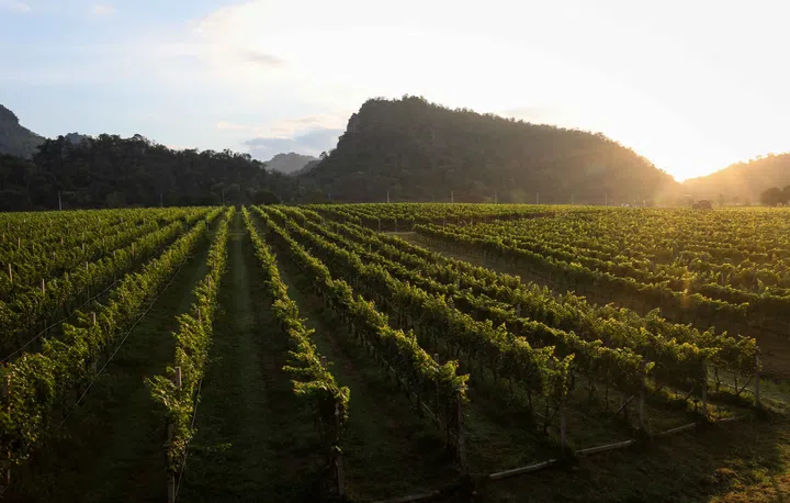 asian wine