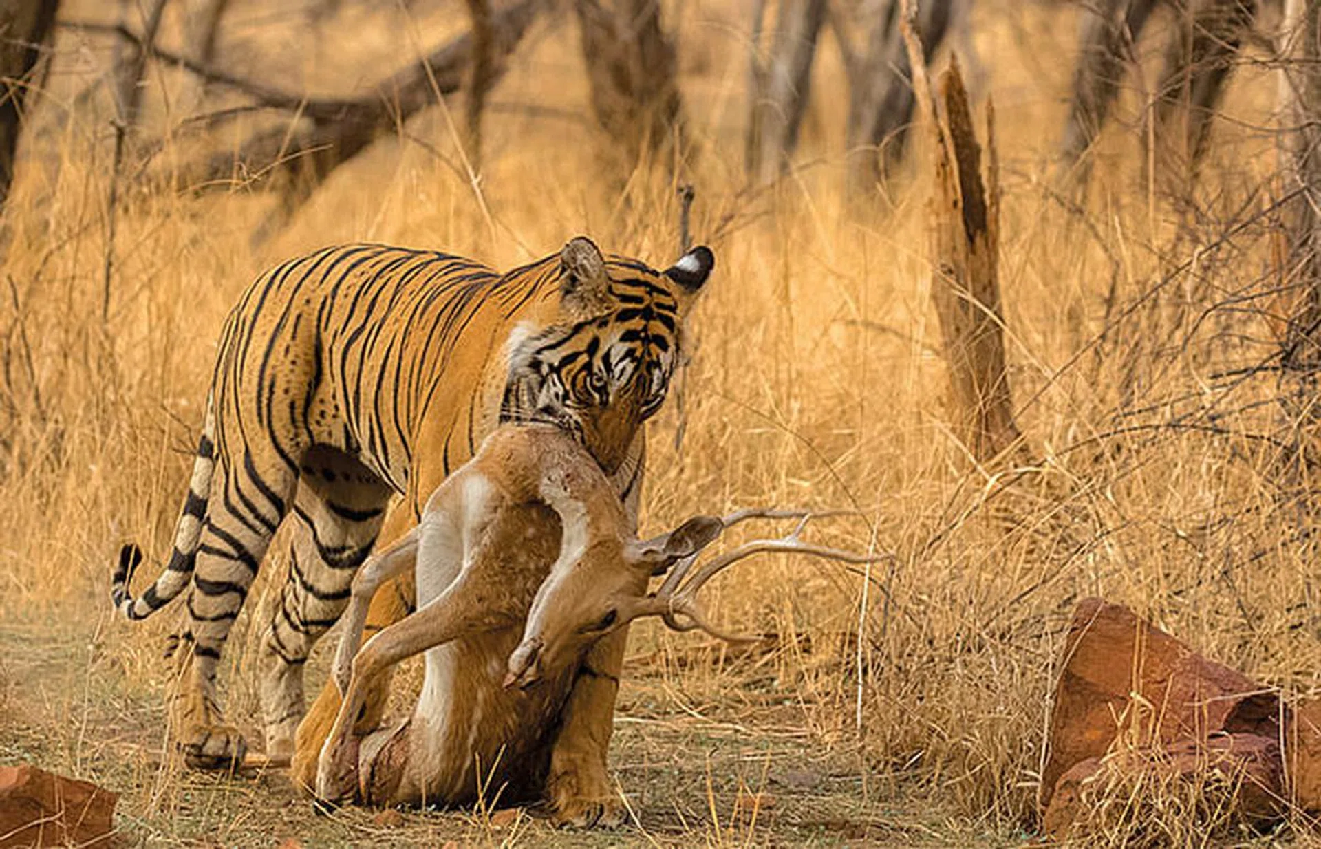 A Royal Bengal tiger with its chital prey in Rajasthan, India.