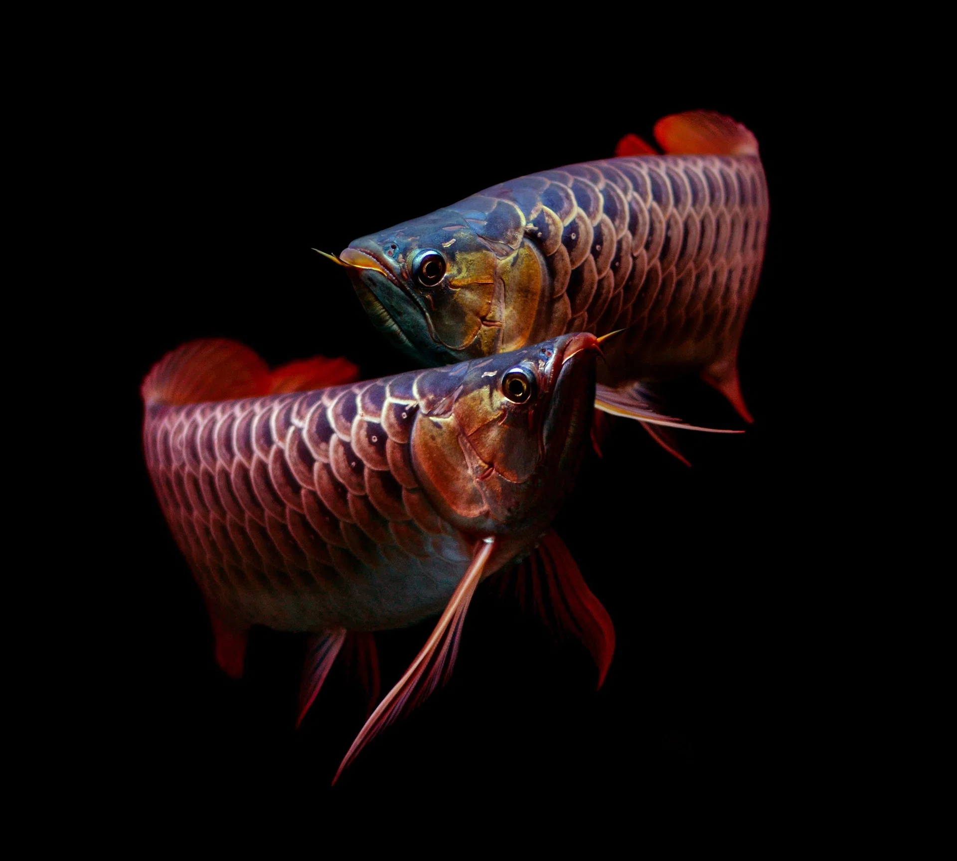 arowana