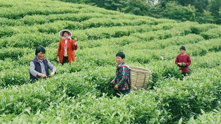 Heytea's tea plantation.