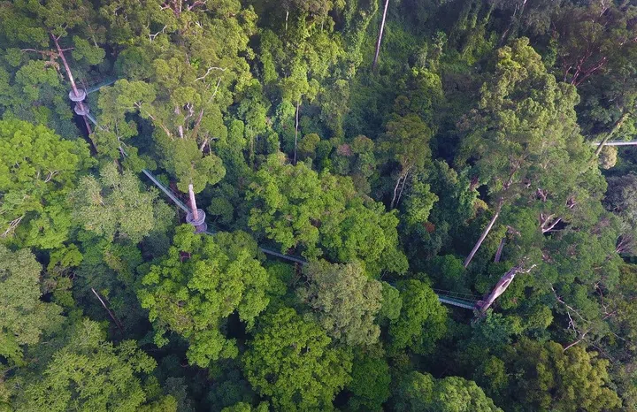 Treetop Canopy Walk (Photo: Borneo Rainforest Lodge)