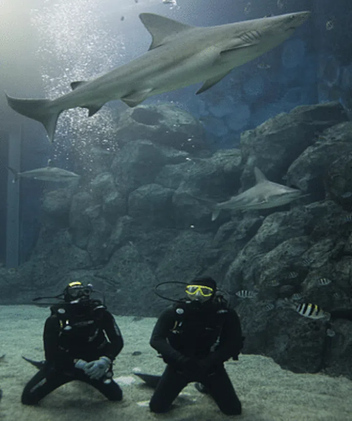 sharkdive