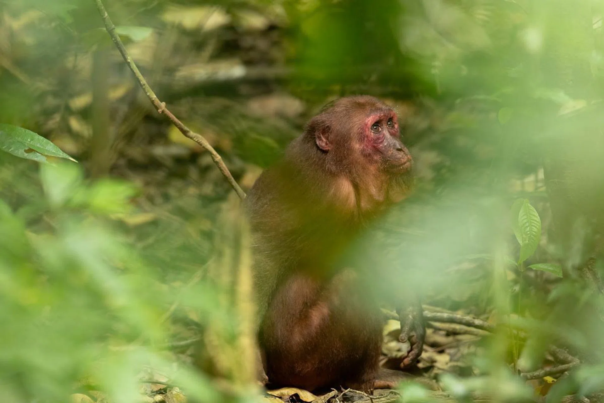 Stump tail macaque on the forest floor at Perlis State Park. (Photo: Peter Ong)