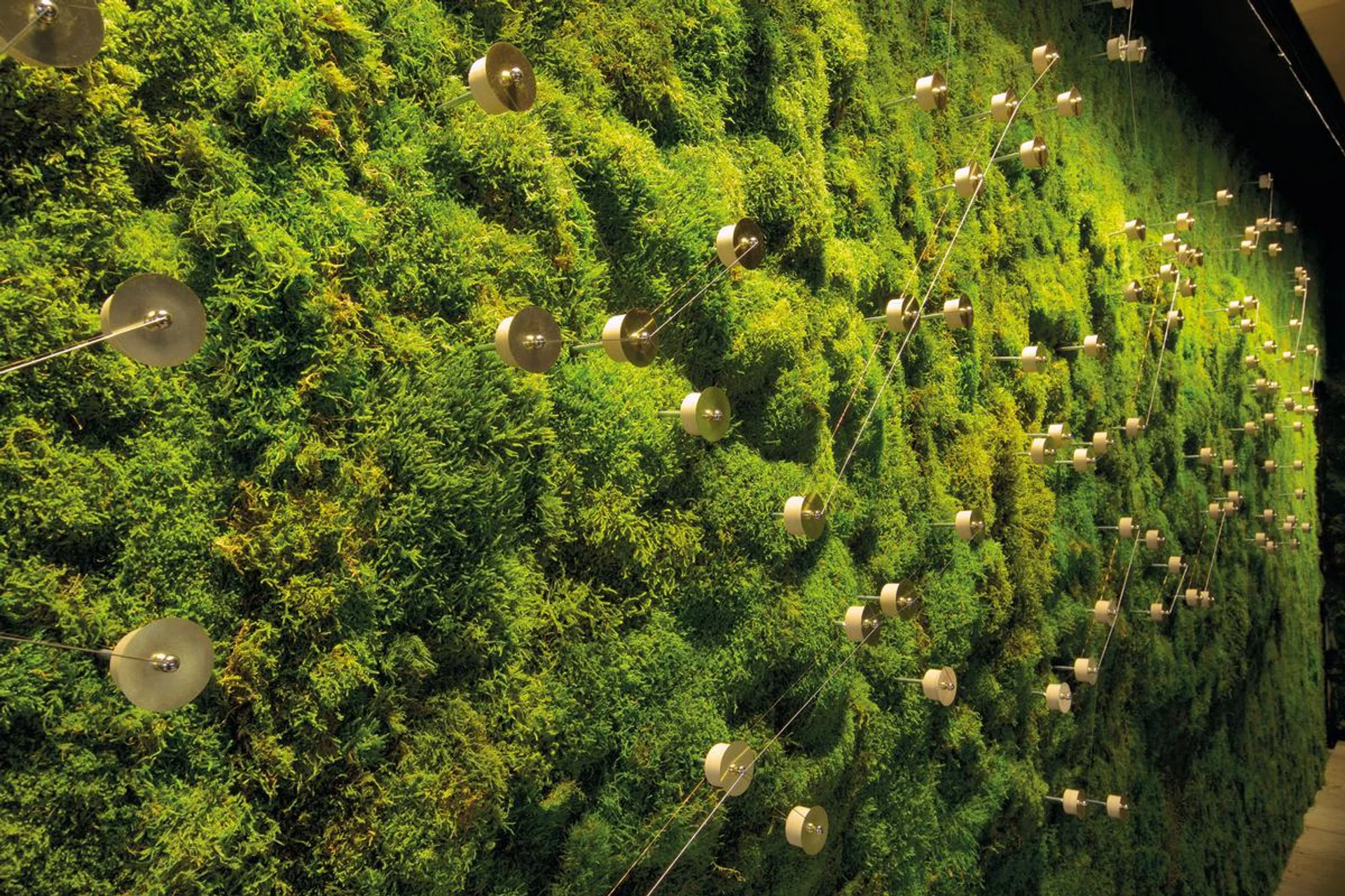 Tiny speakers lend a singing nature to a carpet of moss.