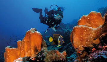 Sylvia Earle dives among the reefs of the Galápagos Islands Hope Spot.