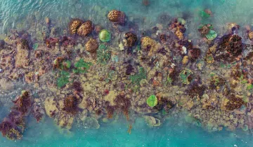 An embayment at East Coast Park overrun with corals