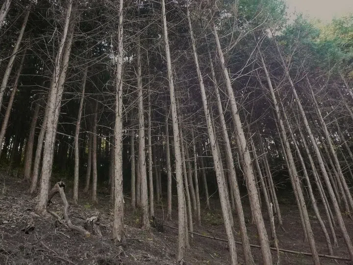 An example of a forest before thinning. (Photo: More Trees)