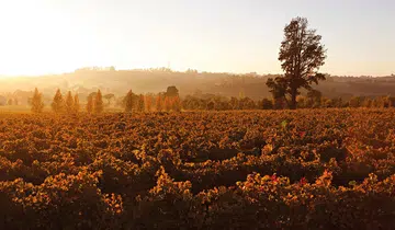 Sunset over an orchard in Orange.