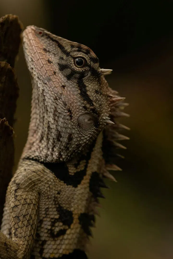 A close-up of the Forest Crested Lizard native to the forest. (Photo: Peter Ong)