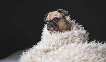 Dog spas in Hong Kong