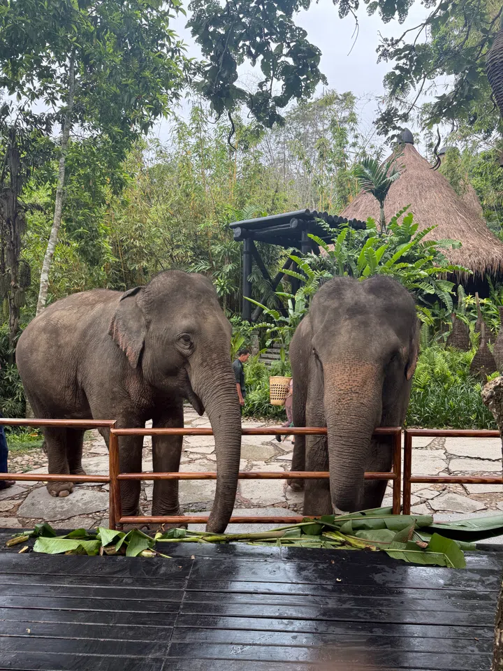 Four Seasons Tented Camp Golden Triangle