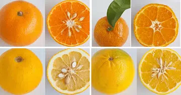 Different types of oranges
