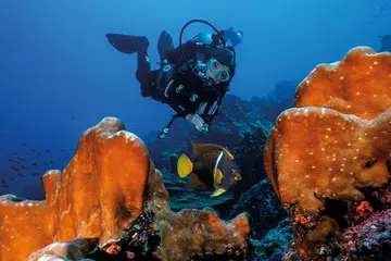Sylvia Earle dives among the reefs of the Galápagos Islands Hope Spot.