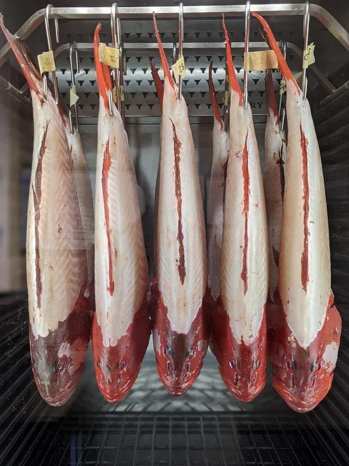 A row of dry-aged fish in Saint Peter in Sydney by chef Josh Niland. (Photo: Saint Peter)
