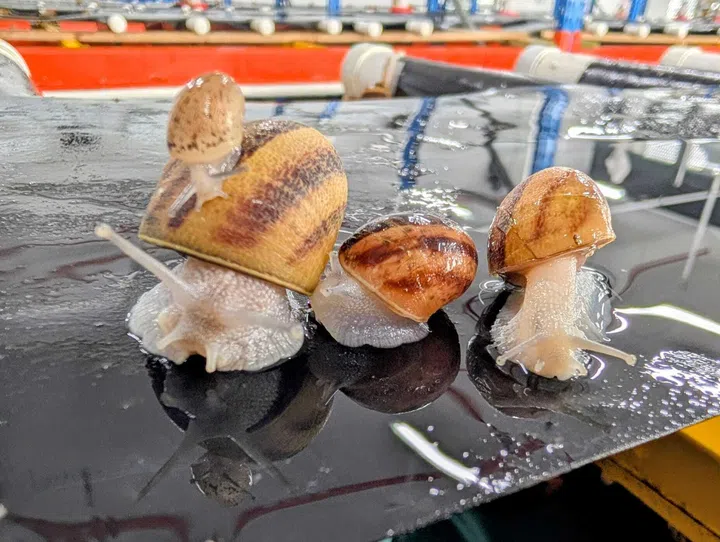 wholesnail