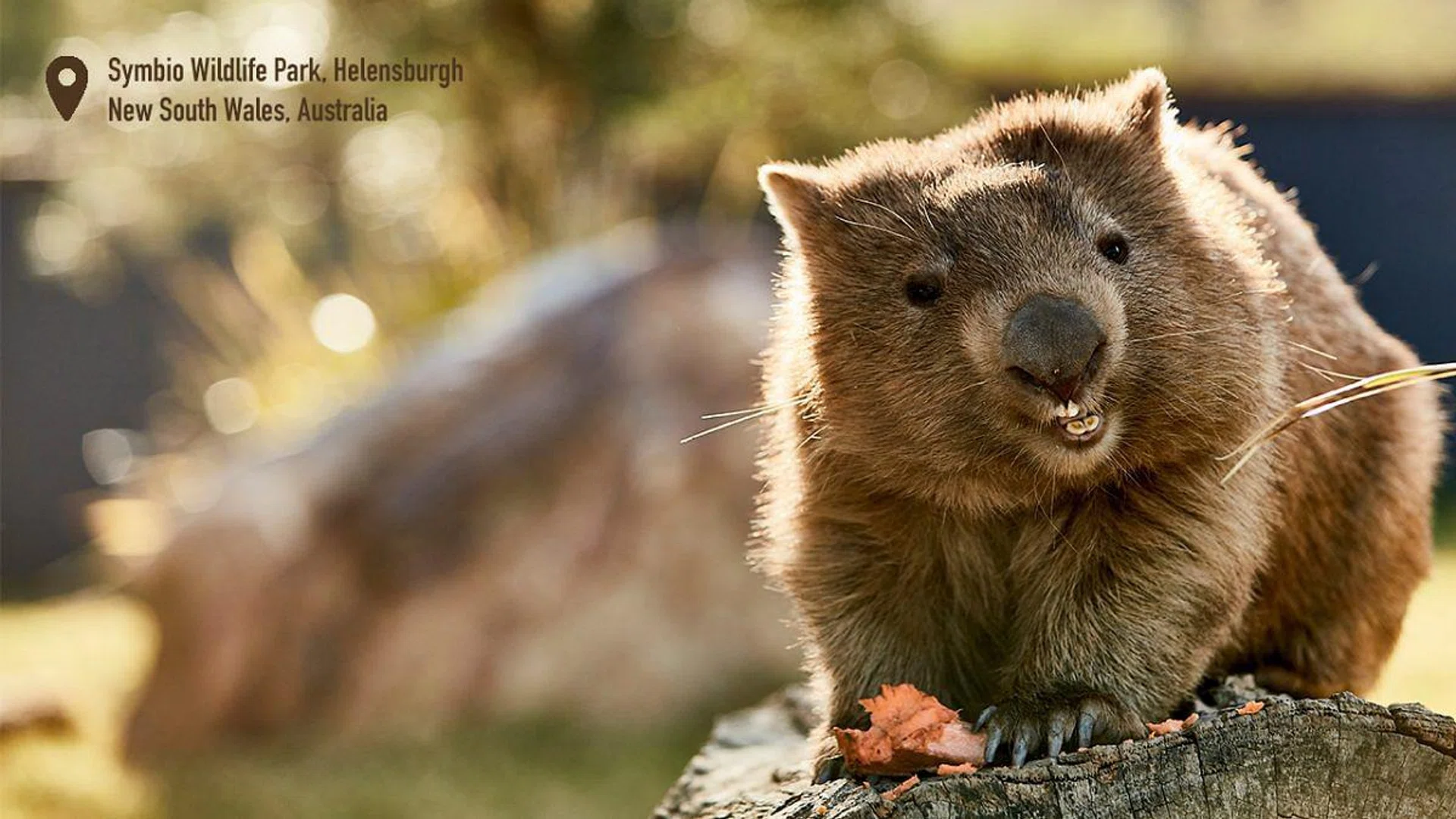 Resident wombat enjoying his afternoon snack at Symbio Wildlife Park, Helensburgh.