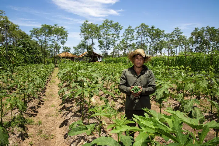 The farmland on the property is tended to by local farmers in the area. (Photo: Smiling Gecko Cambodia)