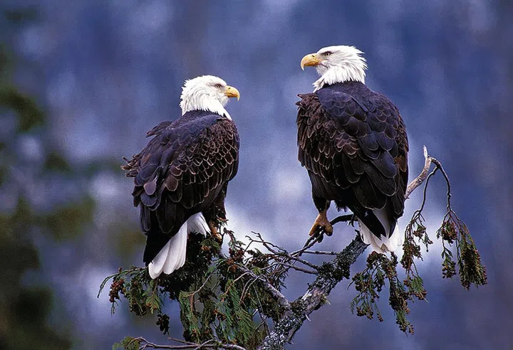 A stay at Tweedsmuir Park Lodge in British Columbia, Canada, offers guests the chance to spot North American icons such as grizzly bears and eagles.