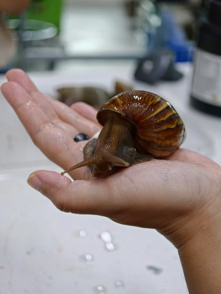 wholesnail