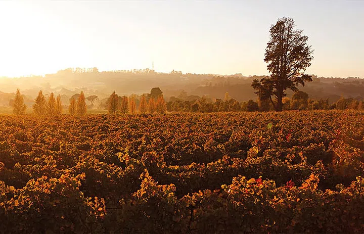 Sunset over an orchard in Orange.