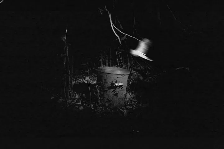 Work in progress image from Seeing Forest. (Photo: Robert Zhao Renhui)