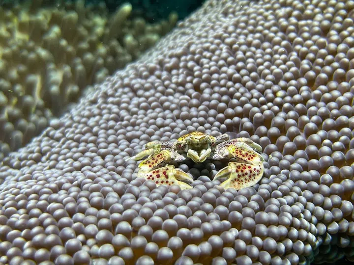 Porcelain anemone crab. (Photo: Unsplash, Farwiza Farhan)