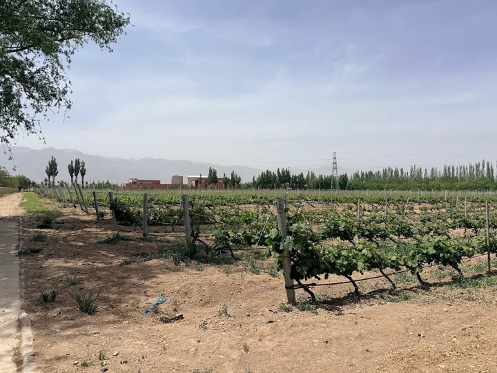 ningxia wines