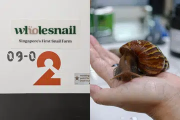 wholesnail