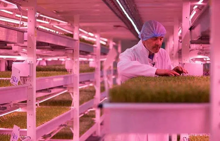 'Growing Underground' urban farm customers include Marks and Spencer, stalls at London's Borough Market and many restaurants -- helped by the patronage of celebrity chef Michel Roux Jr. of Le Gavroche© Daniel LEAL-OLIVAS - AFP