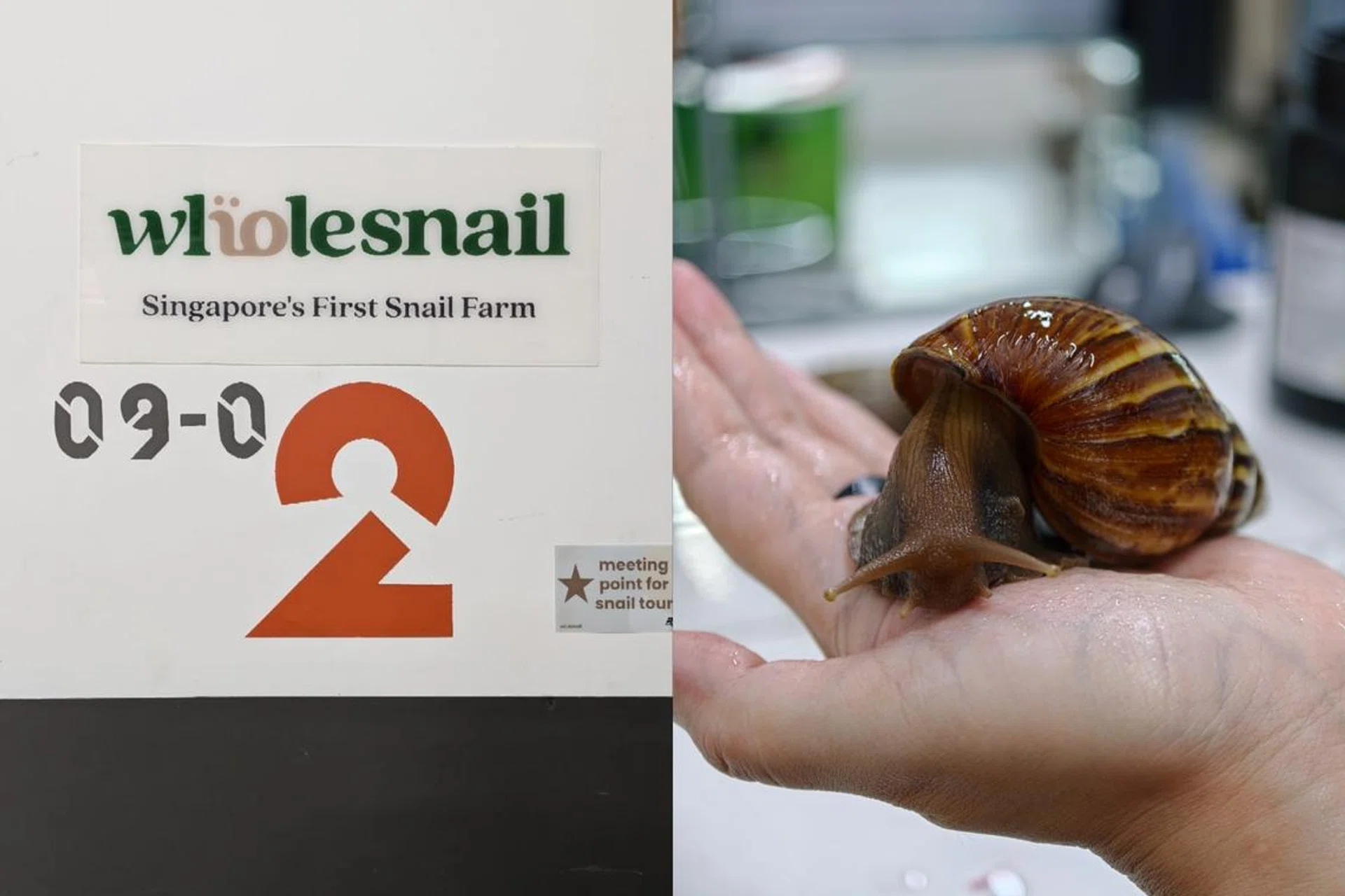 wholesnail