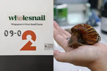 wholesnail